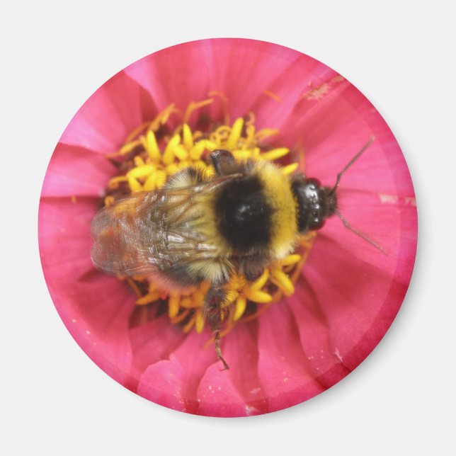 Bumblebee Magnet (Framsidan)