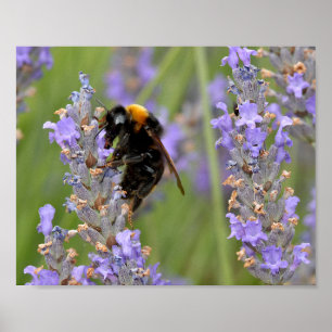Bumblebee matande på lavenderblommor poster