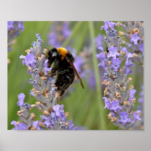 Bumblebee matande på lavenderblommor poster (Framsidan)