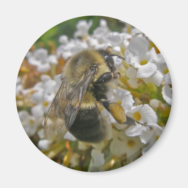 Bumblebee med Pollen Basket Magnet (Framsidan)