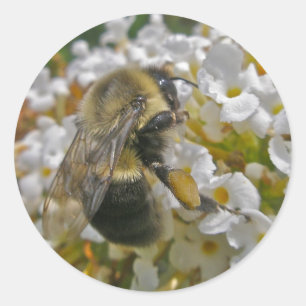 Bumblebee med Pollen Basket Stickers Runt Klistermärke