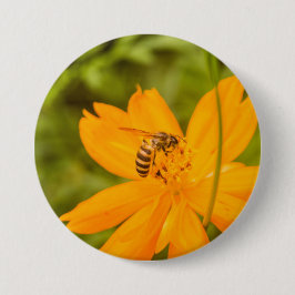 Bumblebee on a Sulfur Cosmos Knapp