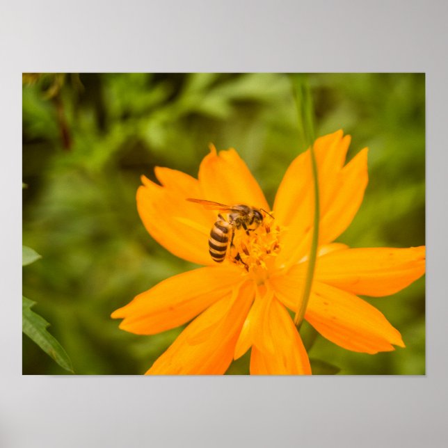 Bumblebee on a Sulfur Cosmos Poster (Framsidan)