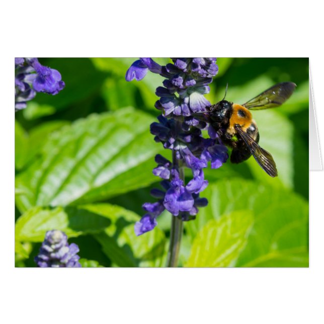Bumblebee on Salvia OBS Kort (Framsidan Horizontal)
