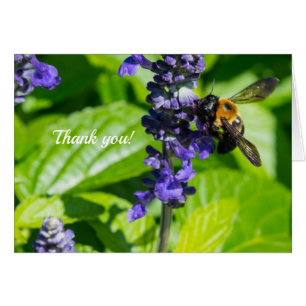 Bumblebee on Salvia - tackkort OBS Kort
