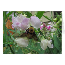 Bumblebee on Sweet Pea OBS Kort