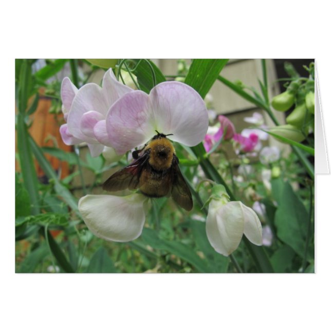 Bumblebee on Sweet Pea OBS Kort (Framsidan Horizontal)