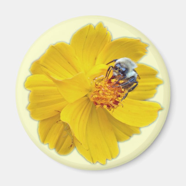 Bumblebee på Cosmos Magnet (Framsidan)