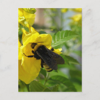 Bumblebee på Esperanza Flower Vykort