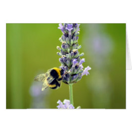 Bumblebee på Lavender Hälsningskort