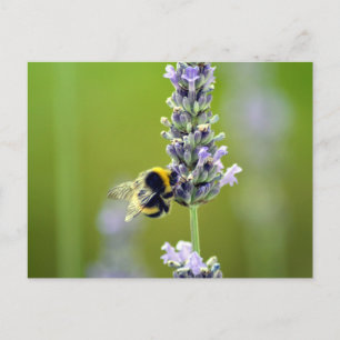 Bumblebee på Lavender Vykort