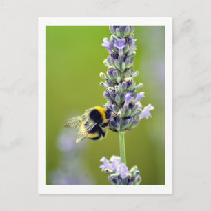 Bumblebee på Lavender Vykort