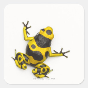 Bumblebee Poison Dart Frog Fyrkantigt Klistermärke