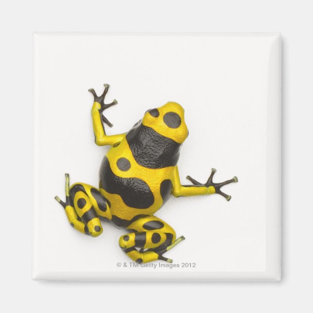 Bumblebee Poison Dart Frog Magnet (Framsidan)