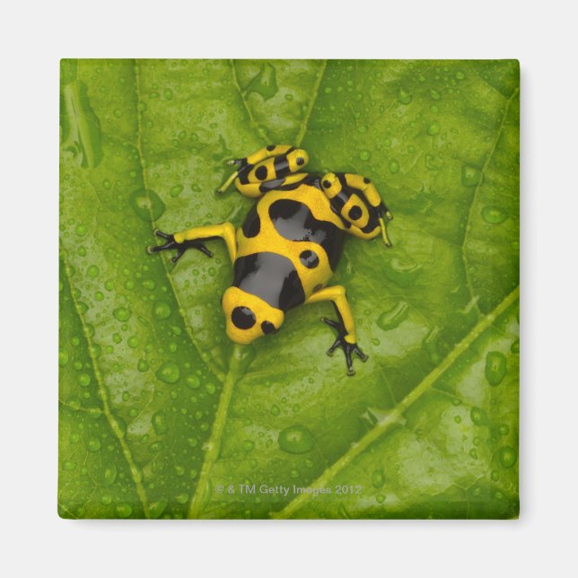 Bumblebee Poison Dart Frog Magnet (Framsidan)