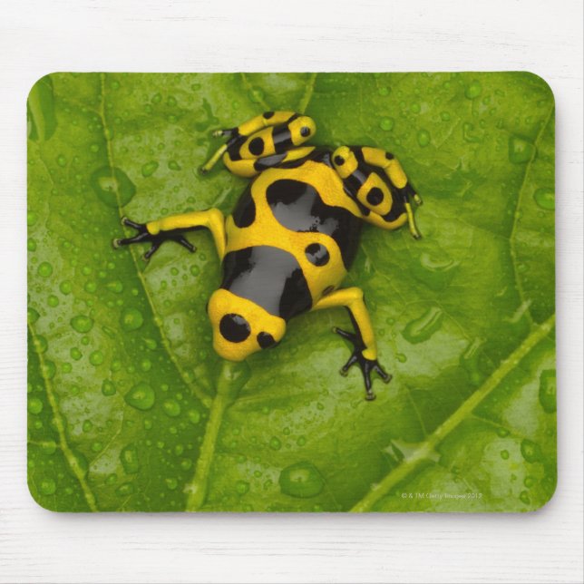 Bumblebee Poison Dart Frog Musmatta (Framsidan)