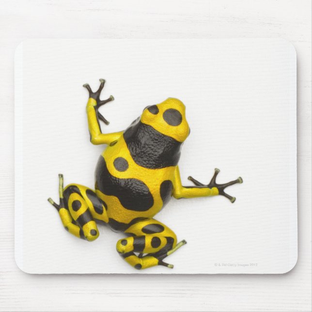Bumblebee Poison Dart Frog Musmatta (Framsidan)