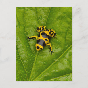 Bumblebee Poison Dart Frog Vykort