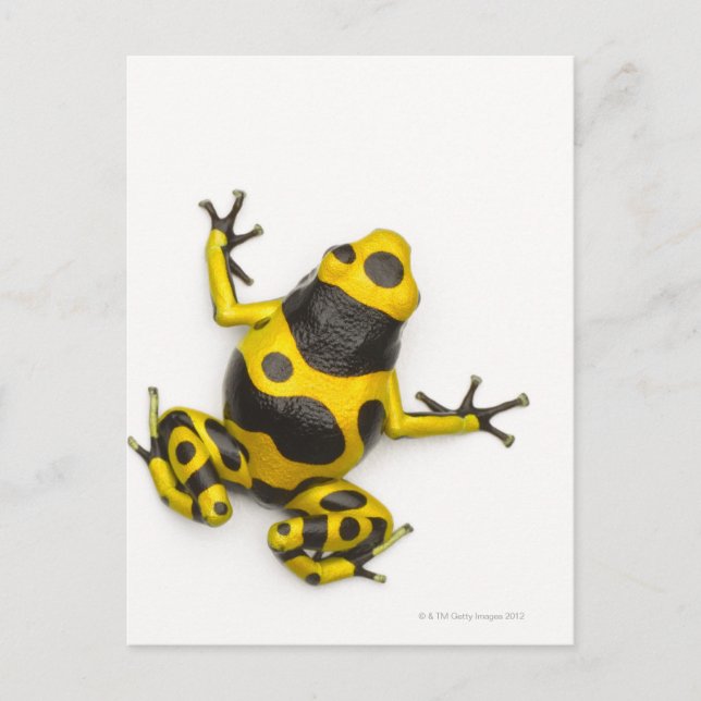 Bumblebee Poison Dart Frog Vykort (Framsida)