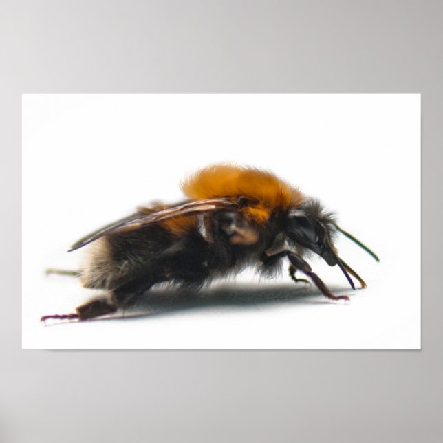 Bumblebee Poster (Framsidan)