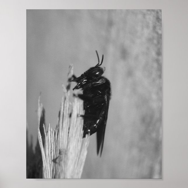 Bumblebee Poster (Framsidan)