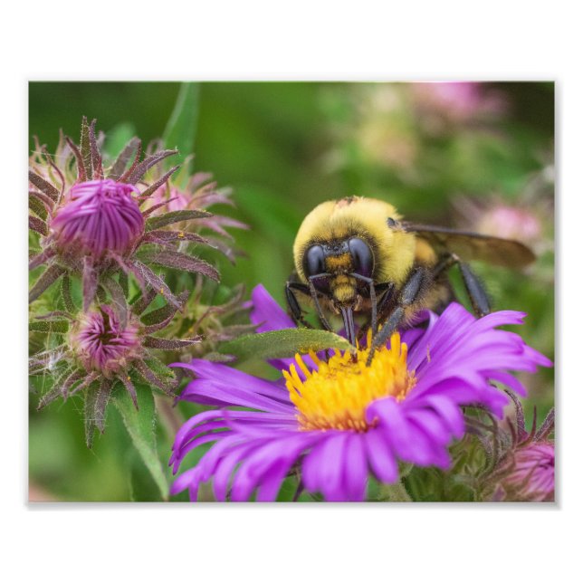 Bumblebee Samlar nektar från Aster Flower Fototryck (Framsidan)