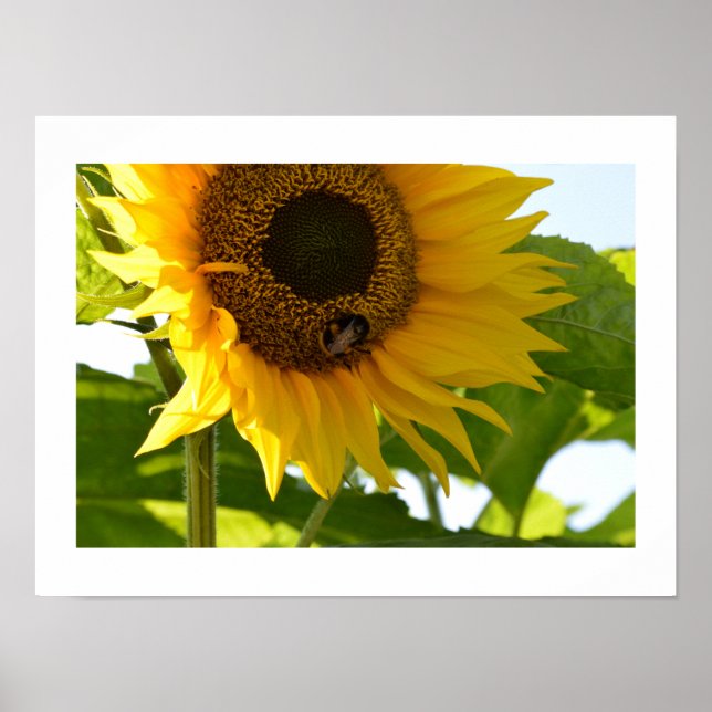 Bumblebee & Solros Poster (Framsidan)