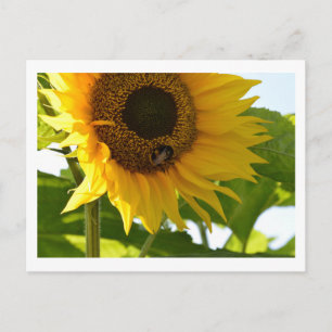 Bumblebee & solroskort vykort