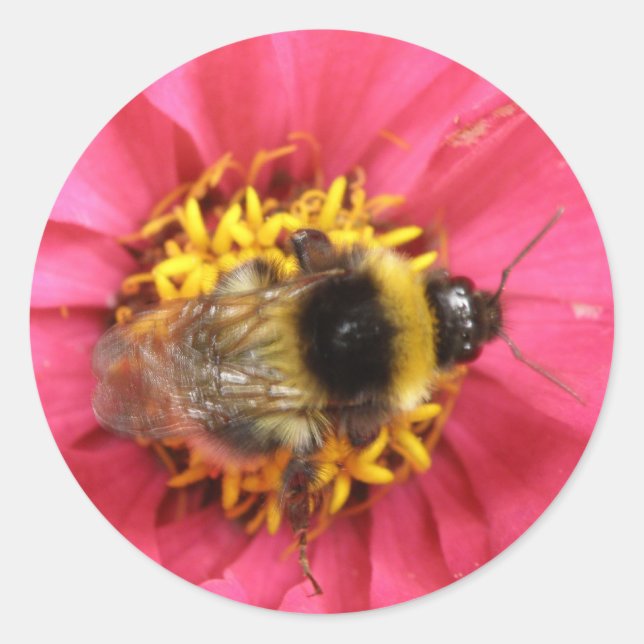 Bumblebee Sticker Runt Klistermärke (Framsida)