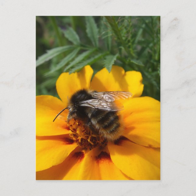 Bumblebee vykort (Framsida)