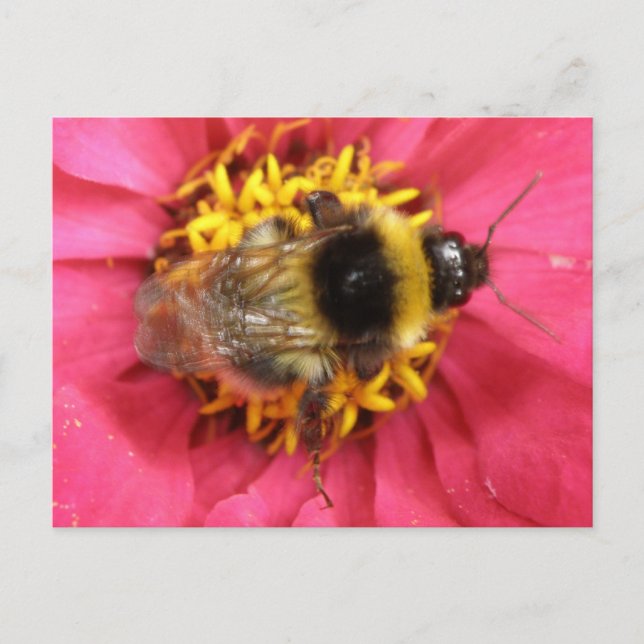 Bumblebee vykort (Framsida)