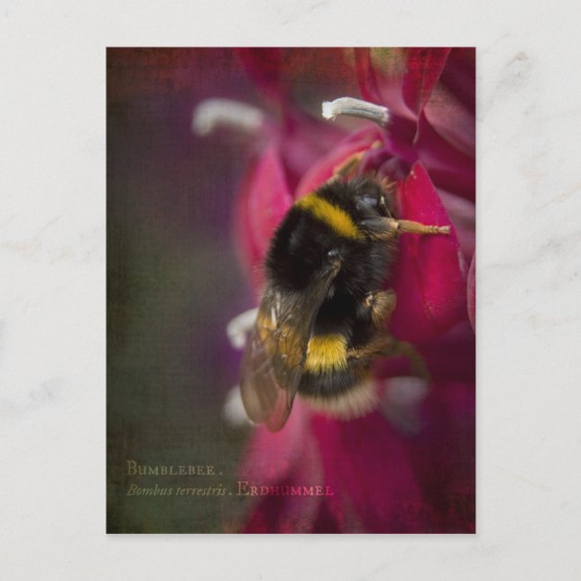 Bumblebee vykort (Framsida)