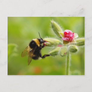Bumblebee vykort