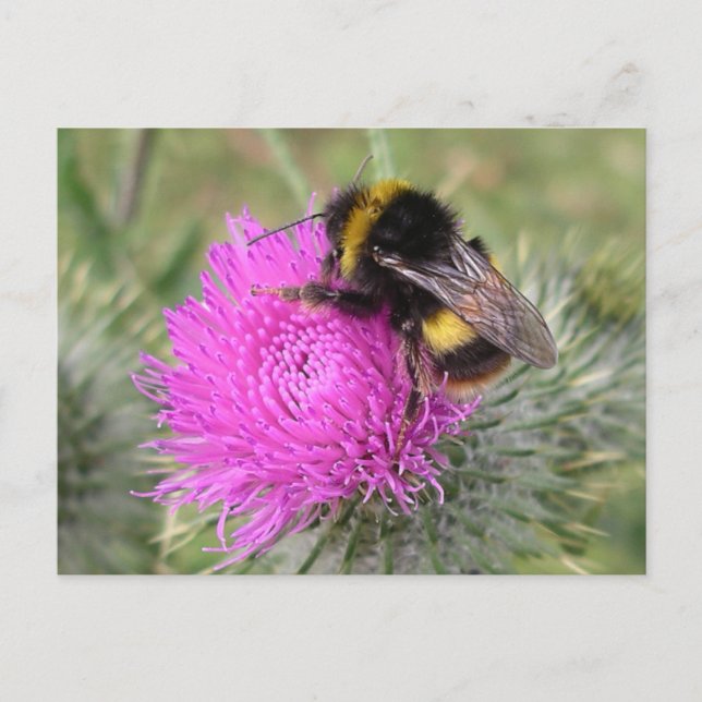 Bumblebee vykort (Framsida)