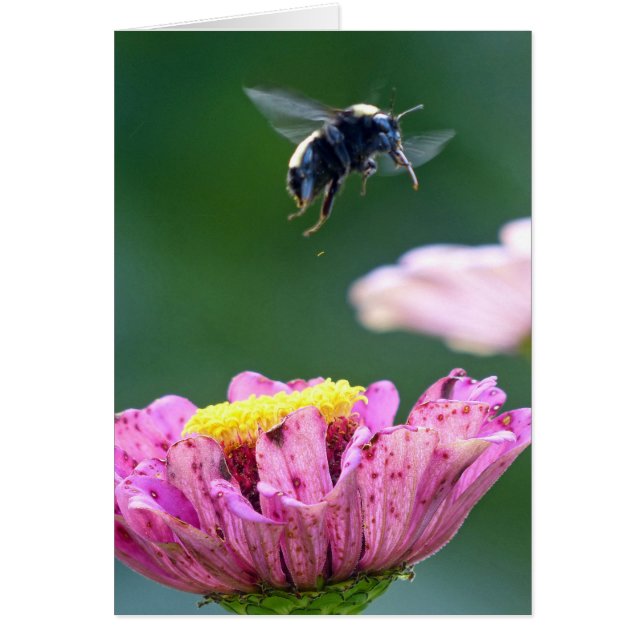 Bumblebees flygning hälsningskort (Framsidan)