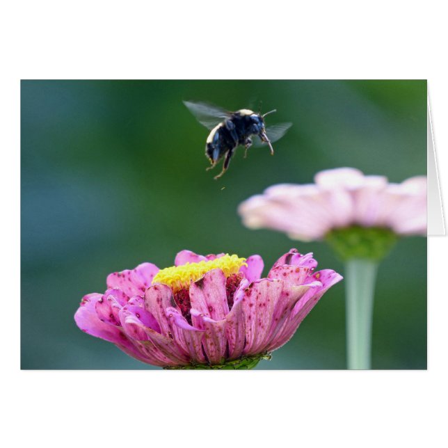 Bumblebees flygning hälsningskort (Framsidan Horizontal)