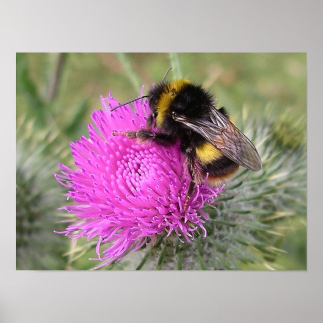 BumblebePoster Poster (Framsidan)