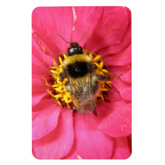 BumblebePremium Magnet (Vertikal)