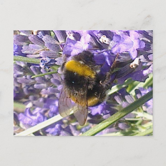 Bumblebeum på Lavender Postcard Vykort (Framsida)