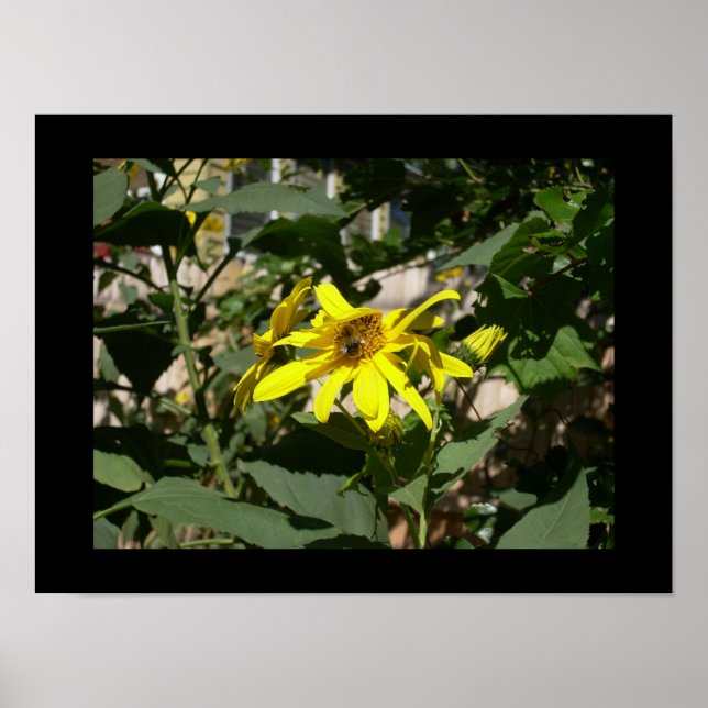 Bumblebi i solros poster (Framsidan)