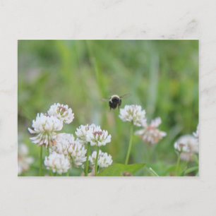 Bumblebi i vykortet klöver vykort