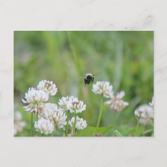 Bumblebi i vykortet klöver vykort (Framsida)