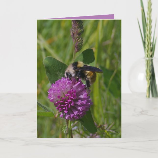 Bumblebi, lila klöver, naturscen, verklig bild kort (Framsida)