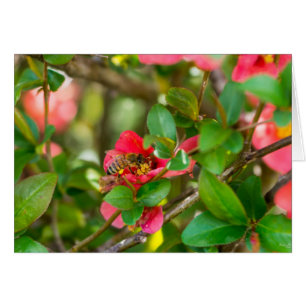 Bumblebi och Azalea OBS Kort