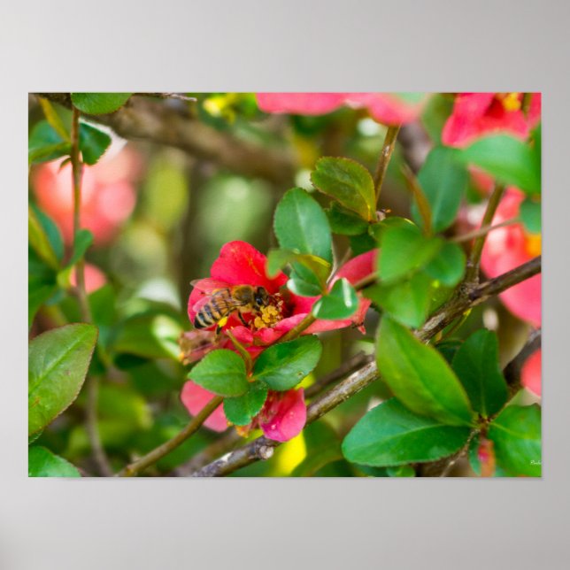 Bumblebi och Azalea Poster (Framsidan)