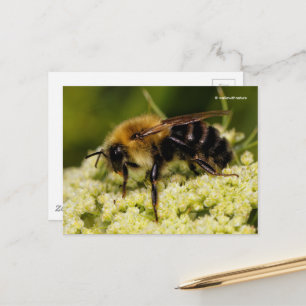 Bumblebi på Blommar Carrot Vykort