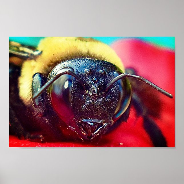 Bumblebi på blomsterfotografi Wall Decor Print Poster (Framsidan)