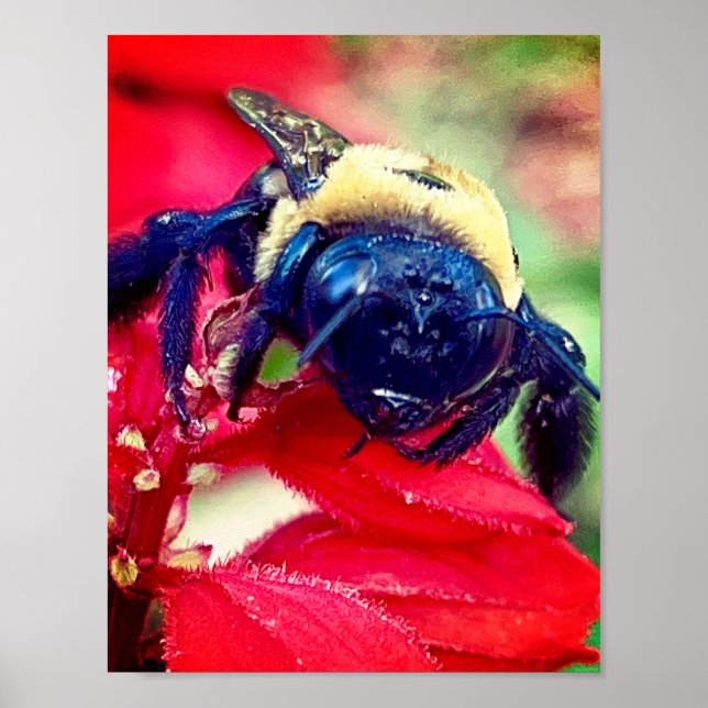 Bumblebi på blomsterfotografi Wall Decor Print Poster (Framsidan)