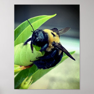Bumblebi på blomsterfotografi Wall Decor Print Poster