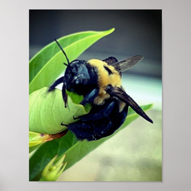 Bumblebi på blomsterfotografi Wall Decor Print Poster (Framsidan)